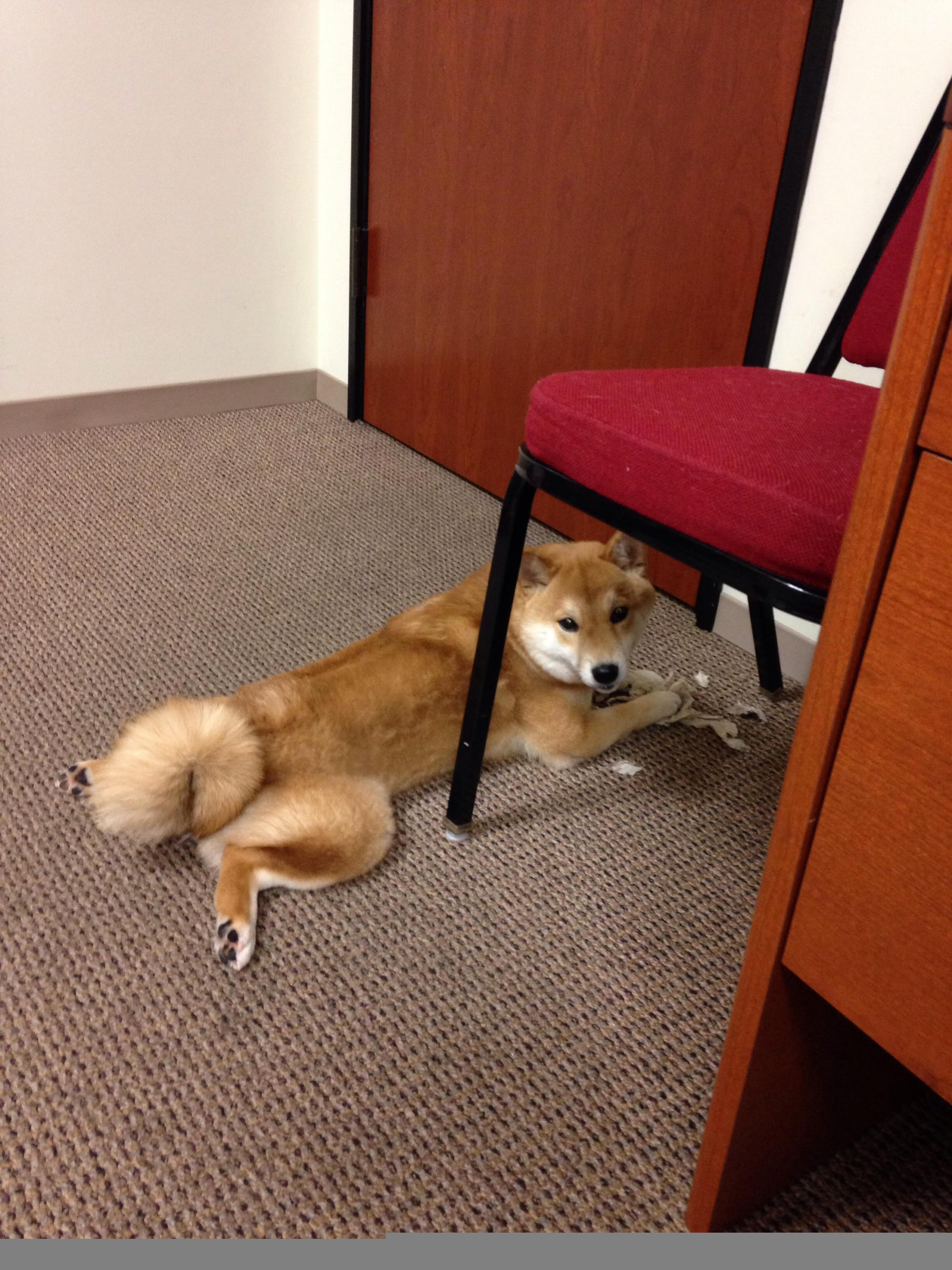 Dota 2 赛事直播观看人数屡创新高,dota2比赛观看人数